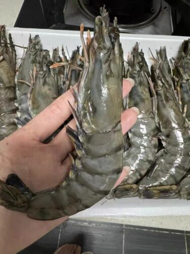 Colossal Black Tiger Prawns photo review