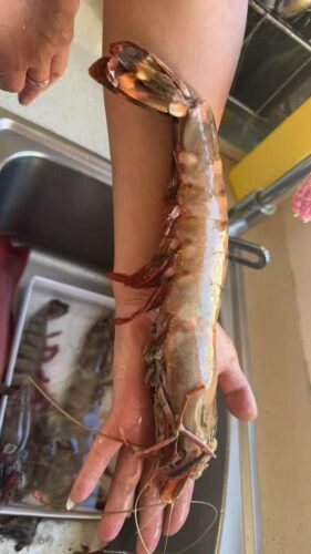 Colossal Black Tiger Prawns photo review